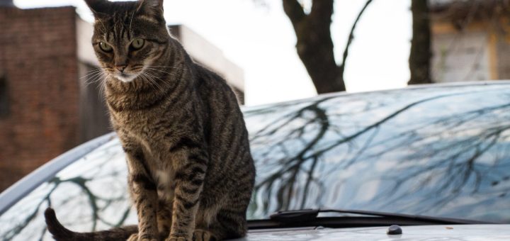 Кошка на капоте