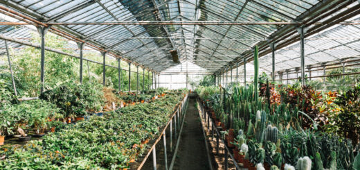 Выращивание экзотических культур в теплице в Украине